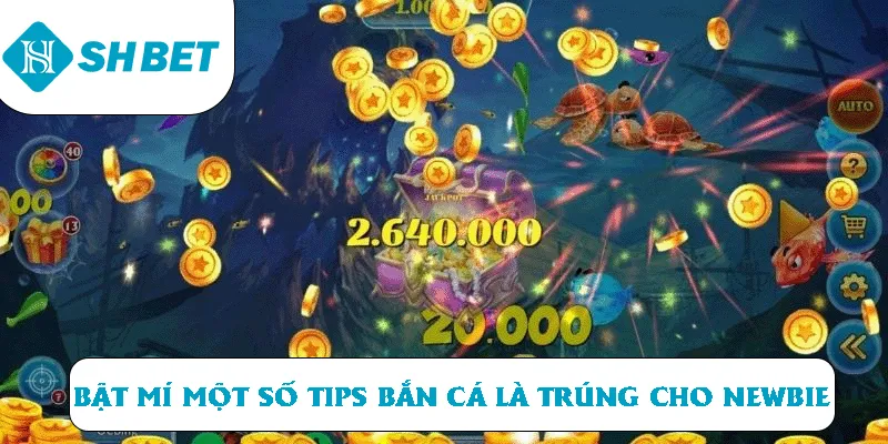 Tips săn cá cực hay giúp bạn tối ưu tiền về túi